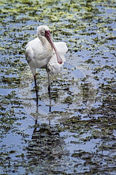 African spoonbill in Kruger National park, South Africa