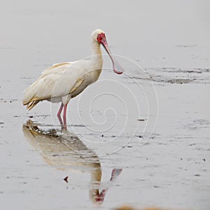 African spoonbill (platalea alba) photo