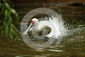 The African spoonbill Platalea alba bathes and flutters its wings in shallow water. White water bird in a veil of water drops