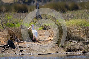 African spoonbill Platalea alba, standing on river bank, part the Agreement on the Conservation of African-Eurasian Migratory W