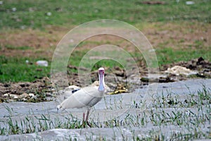 African spoonbill, Queen Elizabeth National Park, Uganda