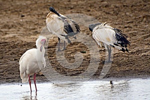 African spoonbill and sacred ibises, Lake Nakuru National Park,