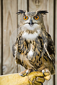 African Spotted Eagle Owl.