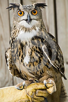 African Spotted Eagle Owl.