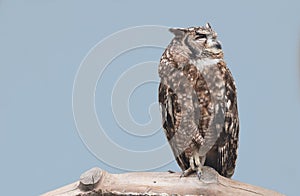 African spotted eagle-owl, Bubo africanus