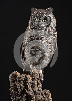 African Spotted Eagle Owl Bubo africanus