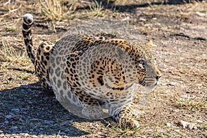 African spotted leopard resting