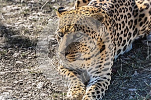African spotted leopard resting in savannah
