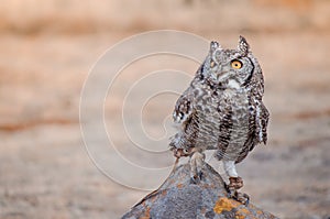 African spotted owl africanus bubo perched on a rock at a birds of prey show, South Africa