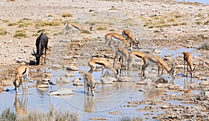 African Springbok and a wildebeest taking drink from a small lake in Etosha, Namibia