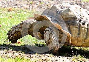 African Spur-thighed Tortoise (Geochelone sulcata)