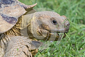 African spur thighed tortoise (Testudo graeca) with face and mouth full of grass