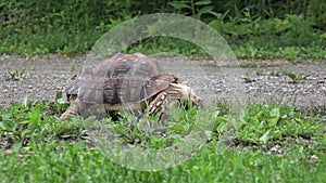 African Spurred hungry tortoise eating grass