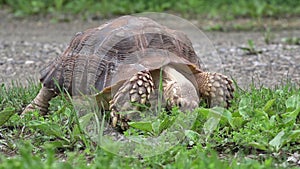 African Spurred hungry tortoise eating grass