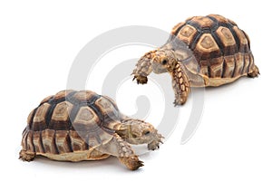 African spurred sulcata Tortoise, Geochelone sulcata, on white