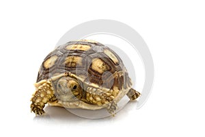 African Spurred Tortoise