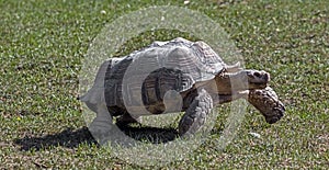 African spurred tortoise 14