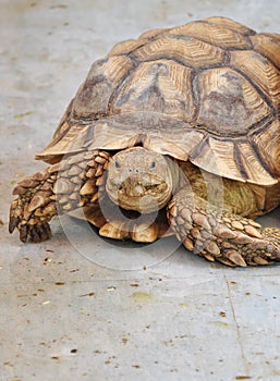 African spurred tortoise