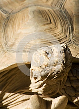 African Spurred tortoise