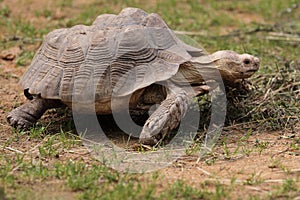 African spurred tortoise photo