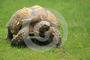 African spurred tortoise