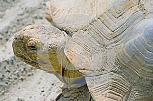 African Spurred Tortoise 3