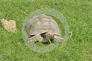 African Spurred Tortoise