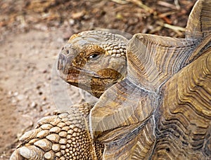 African Spurred Tortoise