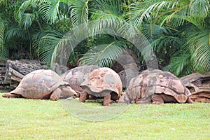 African Spurred Tortoise