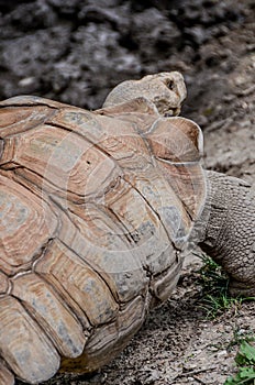 African spurred tortoise