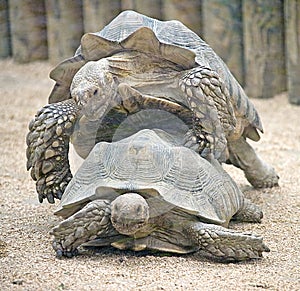 African spurred tortoise 5