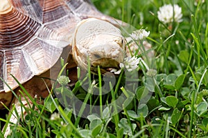 African Spurred Tortoise