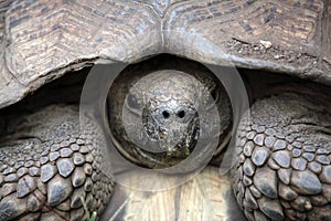 African spurred tortoise