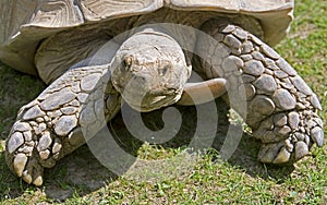 African spurred tortoise 7