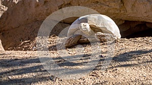 African Spurred Tortoise