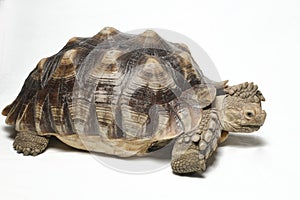 African Spurred Tortoise also know as African Spur Thigh Tortoise - Geochelone sulcata