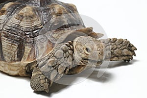 African Spurred Tortoise also know as African Spur Thigh Tortoise - Geochelone sulcata