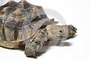 African Spurred Tortoise also know as African Spur Thigh Tortoise - Geochelone sulcata