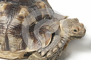 African Spurred Tortoise also know as African Spur Thigh Tortoise - Geochelone sulcata