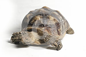 African Spurred Tortoise also know as African Spur Thigh Tortoise - Geochelone sulcata