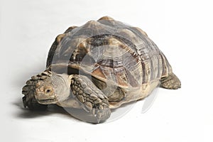 African Spurred Tortoise also know as African Spur Thigh Tortoise - Geochelone sulcata