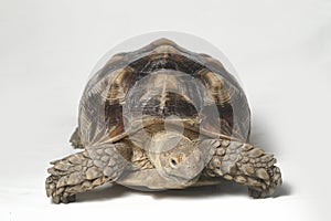 African Spurred Tortoise also know as African Spur Thigh Tortoise - Geochelone sulcata