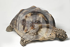 African Spurred Tortoise also know as African Spur Thigh Tortoise - Geochelone sulcata