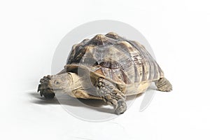 African Spurred Tortoise also know as African Spur Thigh Tortoise - Geochelone sulcata