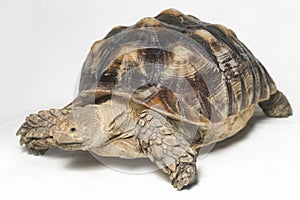 African Spurred Tortoise also know as African Spur Thigh Tortoise - Geochelone sulcata