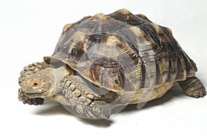 African Spurred Tortoise also know as African Spur Thigh Tortoise - Geochelone sulcata