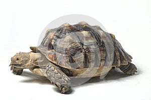 African Spurred Tortoise also know as African Spur Thigh Tortoise - Geochelone sulcata