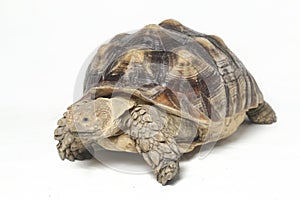 African Spurred Tortoise also know as African Spur Thigh Tortoise - Geochelone sulcata