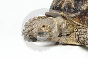 African Spurred Tortoise also know as African Spur Thigh Tortoise - Geochelone sulcata