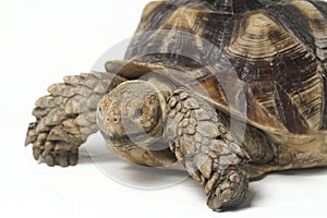 African Spurred Tortoise also know as African Spur Thigh Tortoise - Geochelone sulcata